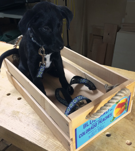 puppy in a peach crate