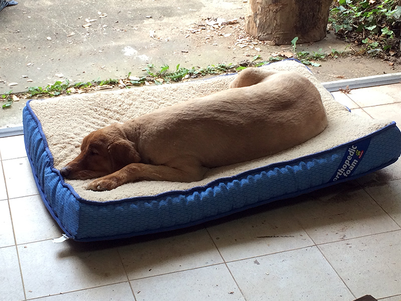 shop dog bed